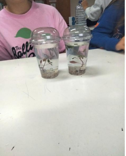 Alunos do 8.º ano exploram os ecossistemas através de uma atividade prática